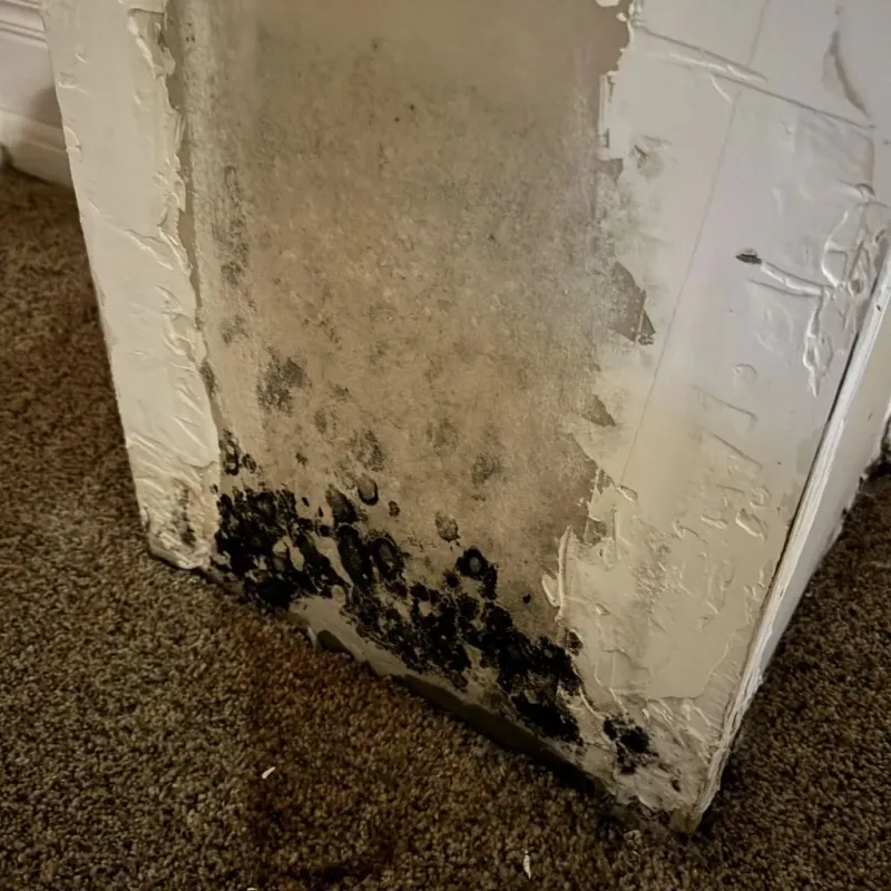 Professional Mold Removal in Idalou, TX